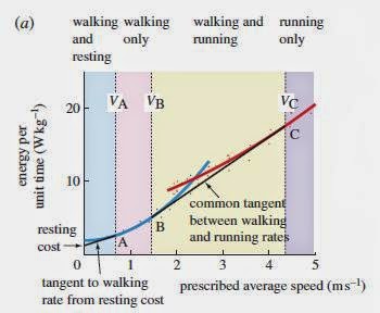 ¿CUÁNDO CONVIENE ANDAR EN LA MARATÓN DE UN IRONMAN? RunWalk Optimization - ¿CUÁNDO CONVIENE ANDAR EN LA MARATÓN DE UN IRONMAN?