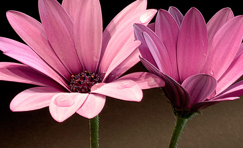 ¿QUÉ TIPO DE HIDRATOS DE CARBONO SON LOS MÁS RECOMENDADOS? equinacea435gf1 495x302 - ¿QUÉ TIPO DE HIDRATOS DE CARBONO SON LOS MÁS RECOMENDADOS?