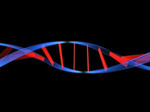dna genetica humana 1080x810 300x225 - dna