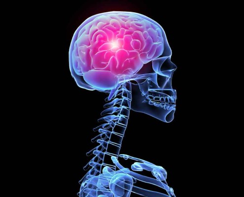 ¿CÓMO ACTÚA EL CEREBRO EN COMPETICIÓN - ENTRENAMIENTO DE CICLISMO O TRIATLÓN? esqueleto fondos de pantalla del cerebro el humano en d 187094 495x400 - ¿CÓMO ACTÚA EL CEREBRO EN COMPETICIÓN - ENTRENAMIENTO DE CICLISMO O TRIATLÓN?