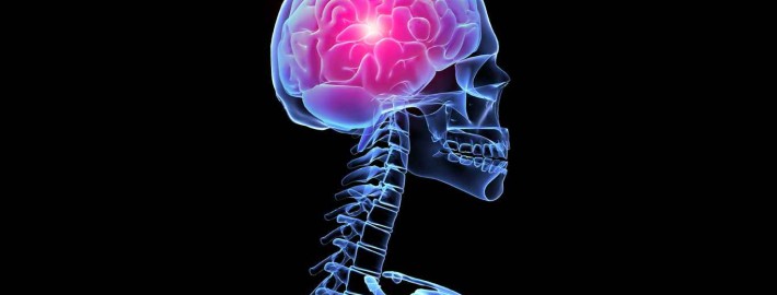 esqueleto fondos de pantalla del cerebro el humano en d 187094 710x270 - ¿CÓMO ACTÚA EL CEREBRO EN COMPETICIÓN - ENTRENAMIENTO DE CICLISMO O TRIATLÓN?