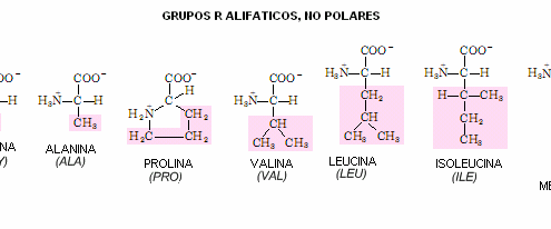 SEMINARIO DE NUTRICIÓN DEPORTIVA EN U51 PRO MADRID alifaticos no polares1 495x206 - SEMINARIO DE NUTRICIÓN DEPORTIVA EN U51 PRO MADRID