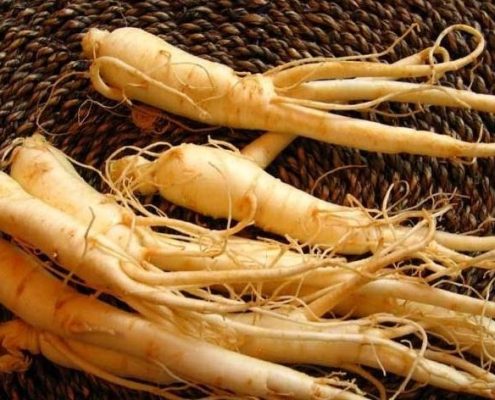 ginseng coreano 495x400 - EN LA DETECCIÓN DE TALENTOS NO OLVIDEMOS LA EDAD CRONOLÓGICA FRENTE A LA BIOLÓGICA