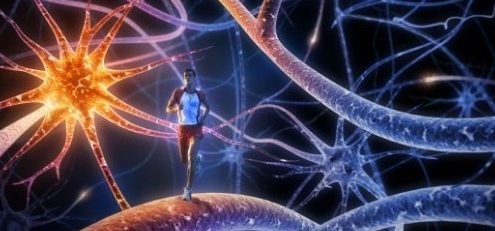 112 diego fernandez 495x231 - LA GRANADA "El antioxidante del otoño"