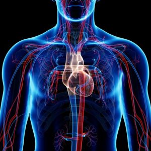 vasos sanguineos sistema cardiovascular 300x300 - vasos-sanguineos-sistema-cardiovascular