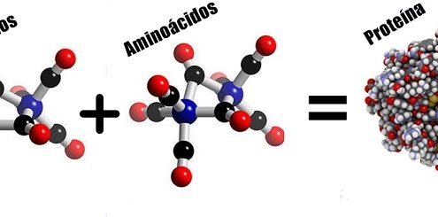 formacion de proteinas 495x245 - LOS "GURU" DEL DEPORTE ESTÁN PONIENDO EN RIESGO TU VIDA