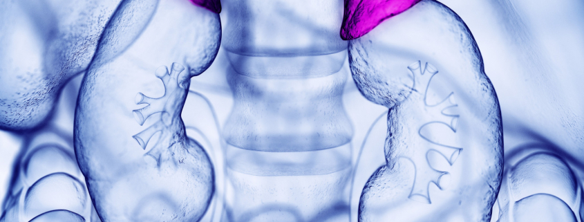 5 ESTRATEGIAS PARA MANTENER LOS NIEVELES DE CORTISOL hasta que punto debemos preocuparnos por el cortisol 845x321 - 5 ESTRATEGIAS PARA MANTENER LOS NIEVELES DE CORTISOL